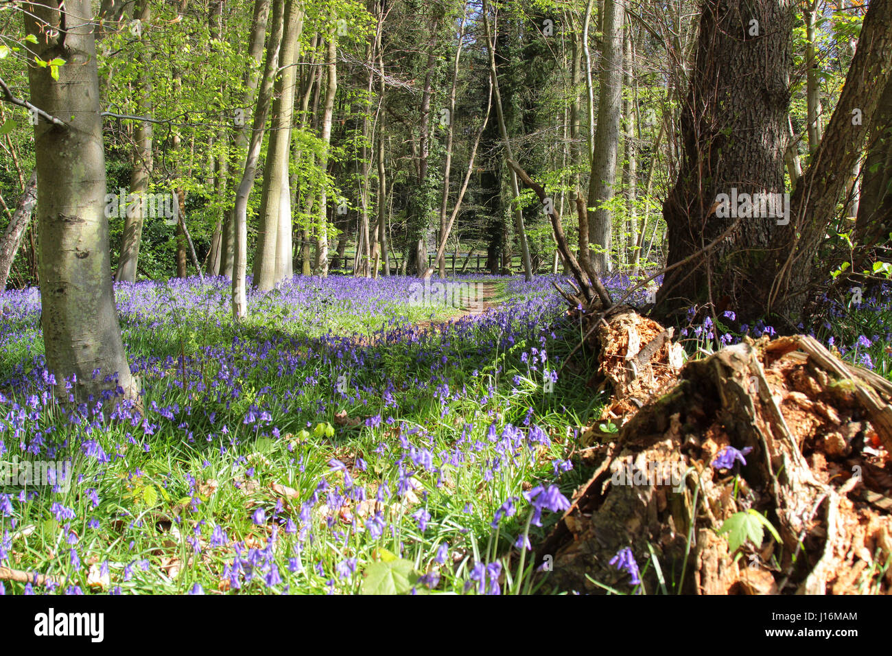 Bluebell boschi a Crowthorne, Berkshire REGNO UNITO Foto Stock