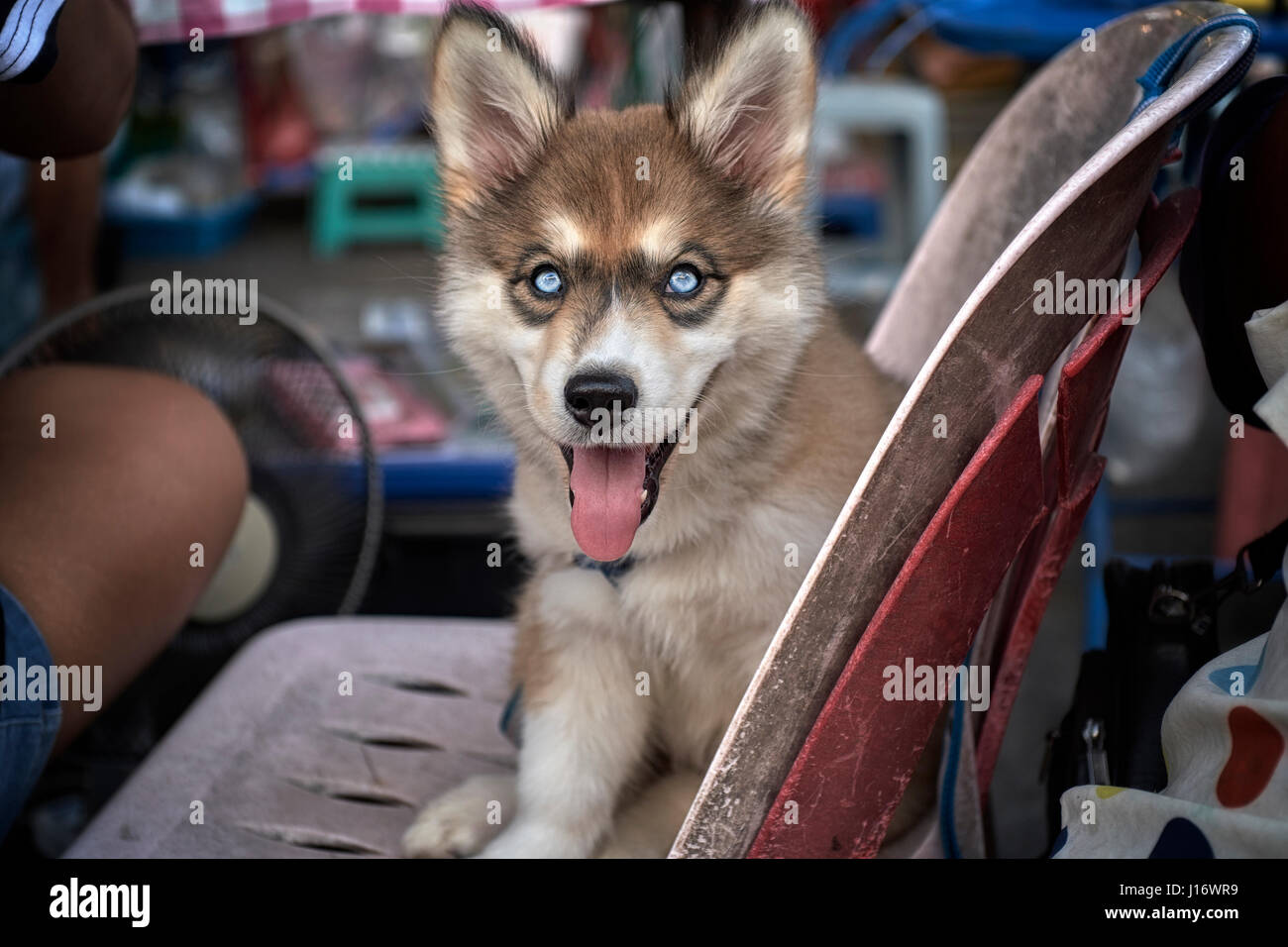 Cane, cucciolo Husky siberiano, occhi, Foto Stock