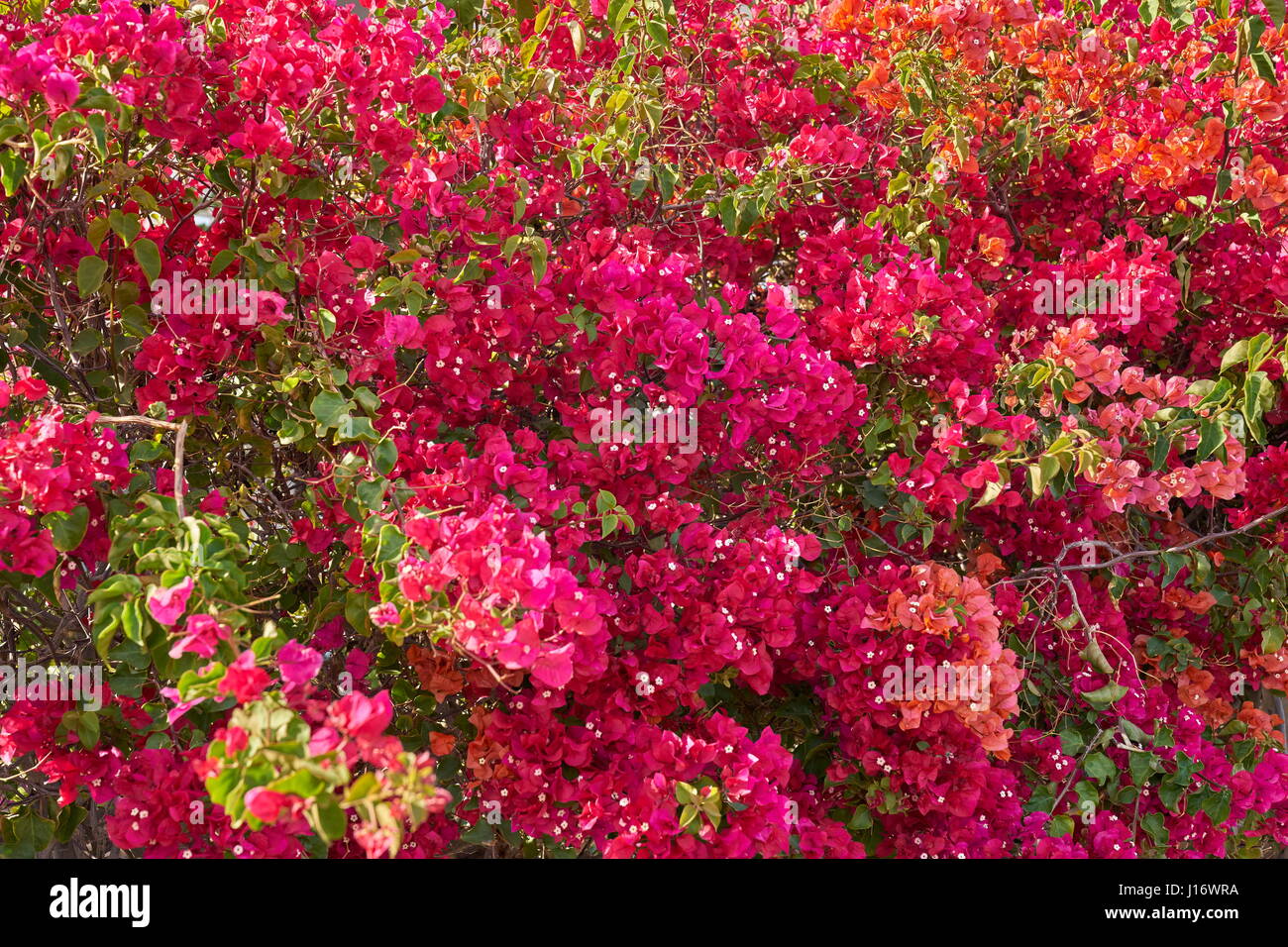 Fioritura di fiori di bouganville, Spagna Foto Stock