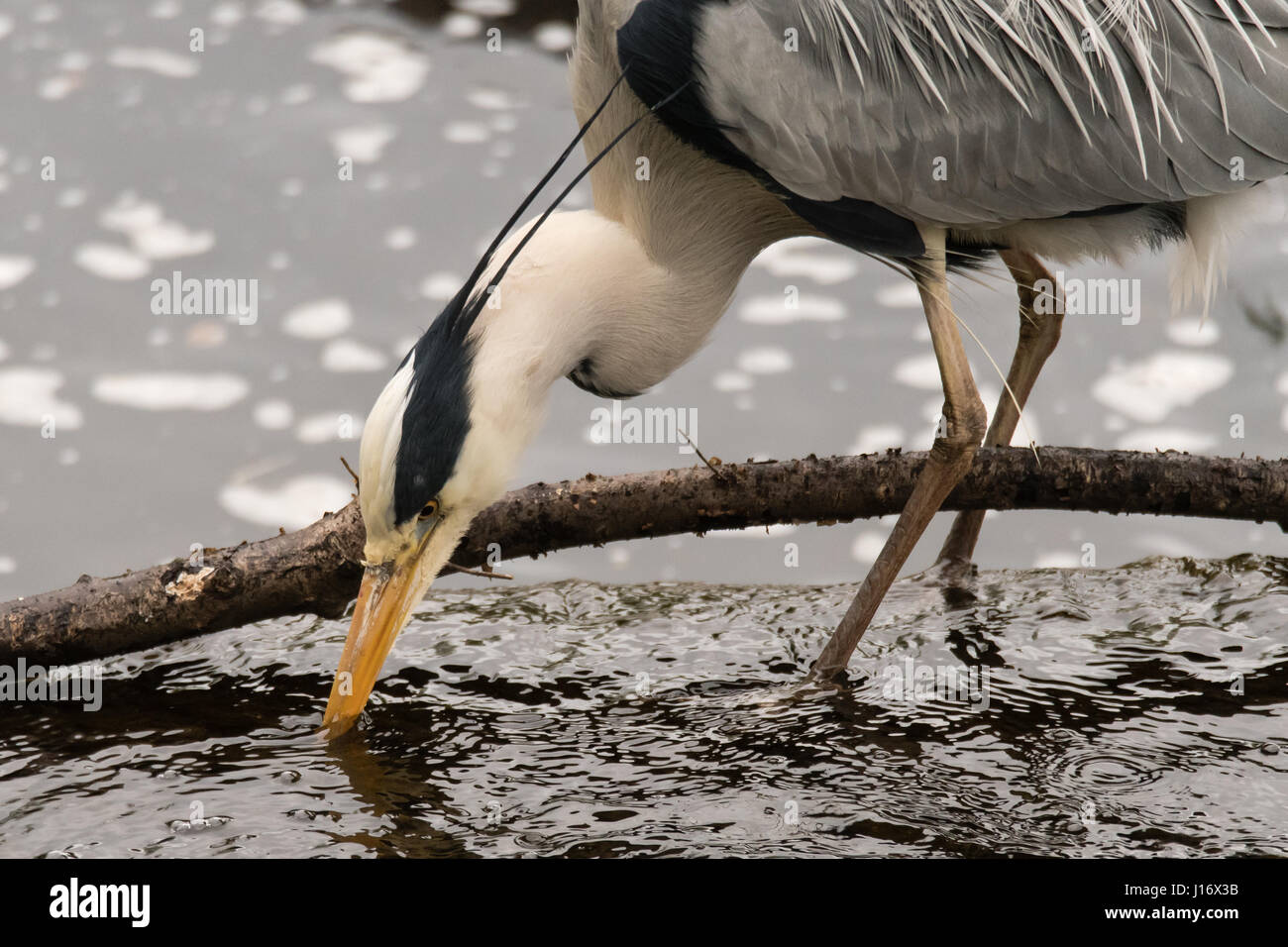 Airone cinerino (Ardea cinerea) domande di indagine per la preda. Grande Uccello della famiglia Ardeidi, a caccia di cibo nel fiume Taff, Cardiff, Regno Unito Foto Stock