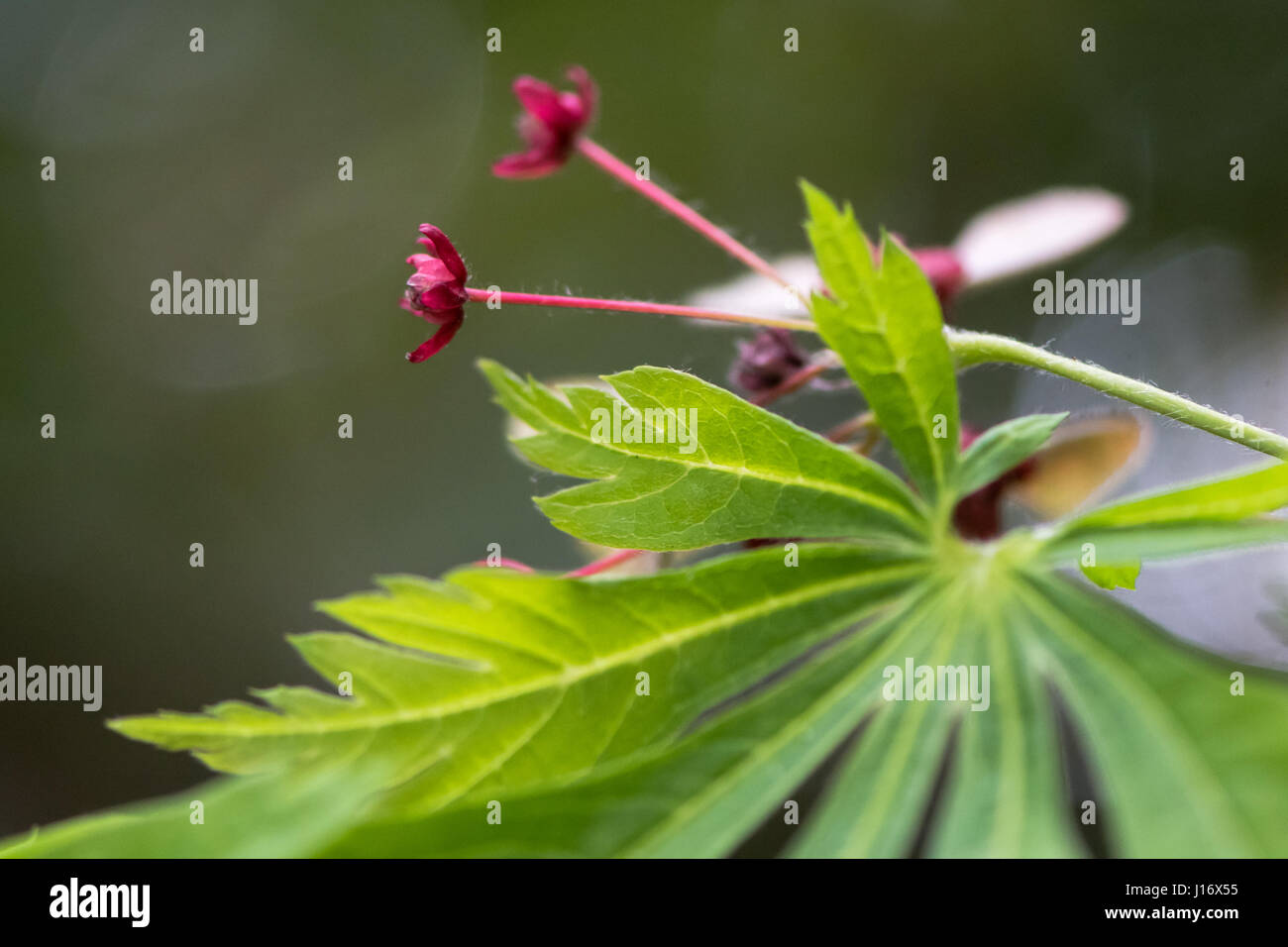 Cut-lasciava in acero giapponese (Acer japonicum Aconitifolium "'). Fiori rossi e foglie di albero in famiglia Sapindaceae, aka lanuginosa acero giapponese Foto Stock