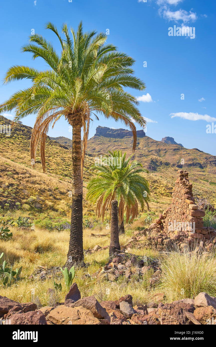 Paesaggio delle Canarie con Palm tree, Gran Canaria, Spagna Foto Stock