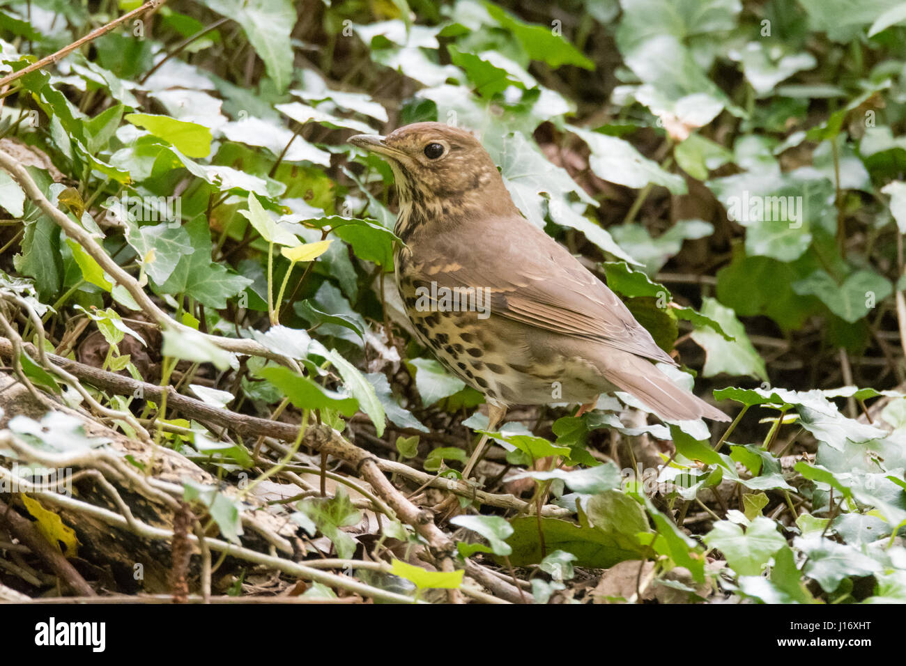 Tordo Mistle (Turdus viscivorus) rovistando tra ivy. Grande Uccello della famiglia Turdidae a caccia di cibo sul terreno a Cardiff, nel Galles, Regno Unito Foto Stock