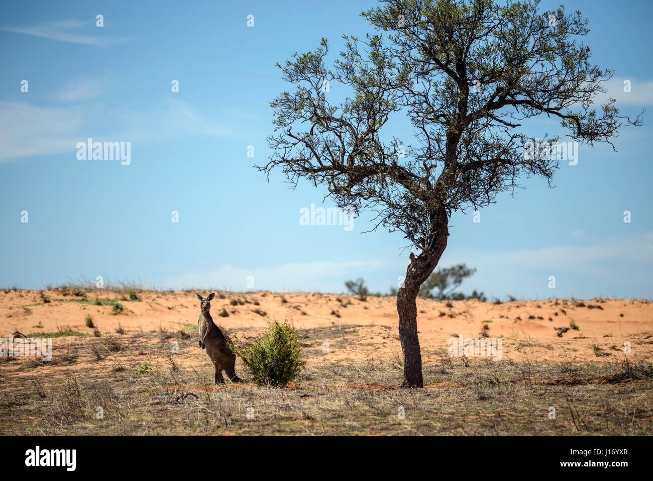 Canguro grigio in Mungo National Park, Australia Foto Stock