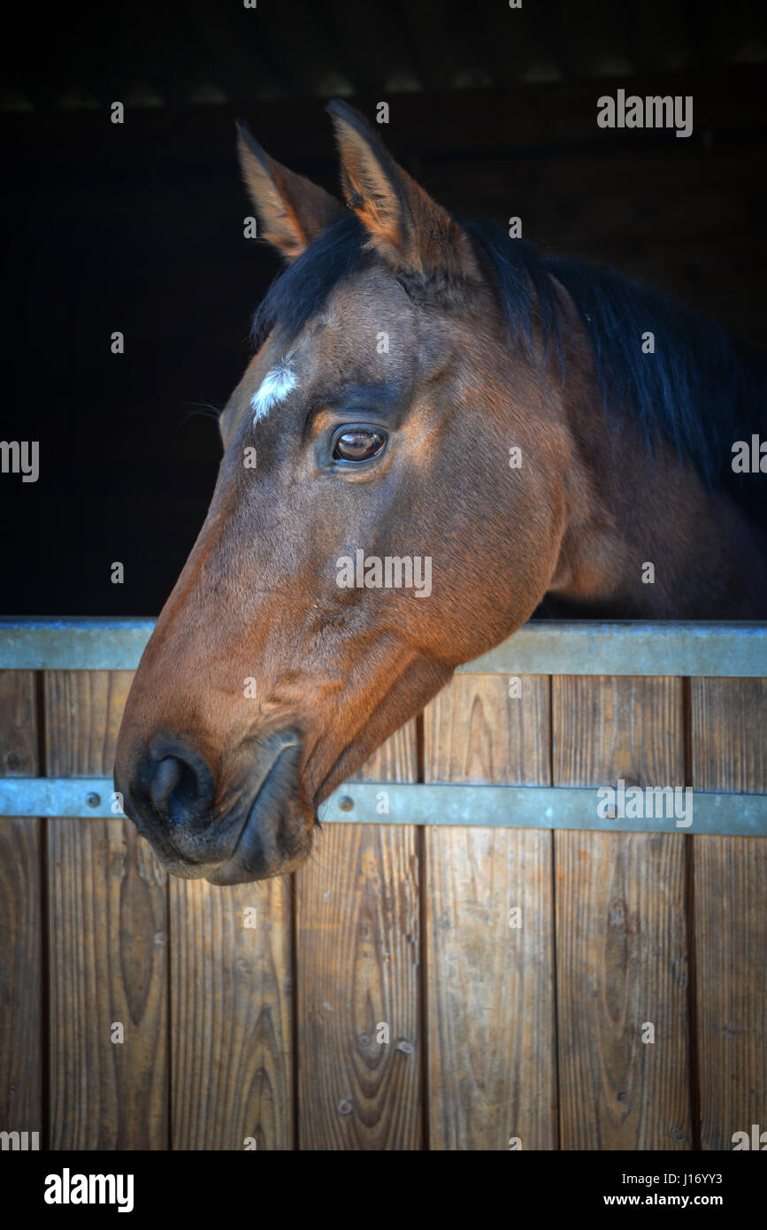 Bay testa di cavallo guardando fuori del suo stabile Foto Stock