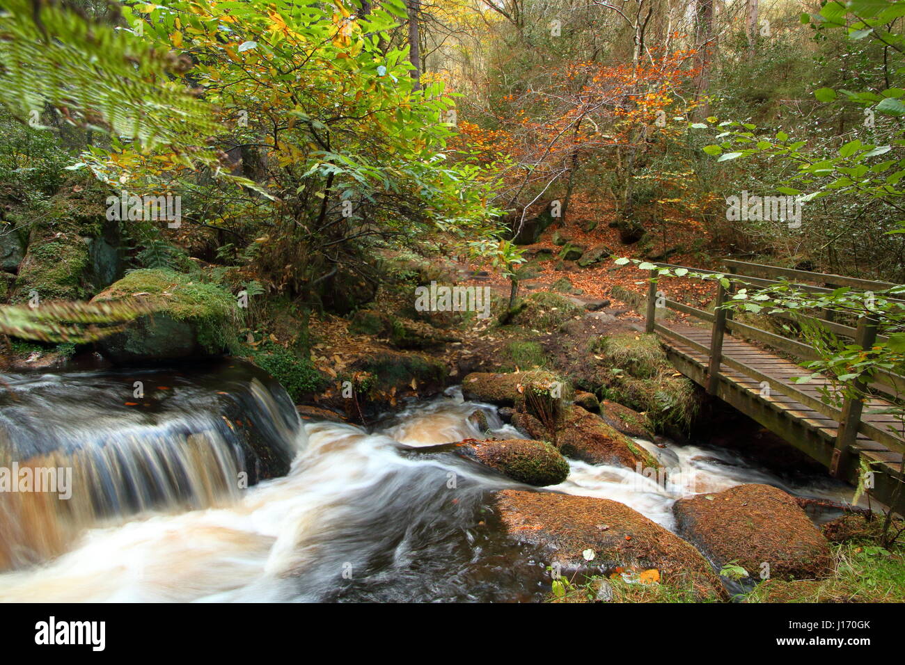 Incredibile fogliame di autunno nel bosco in scenic Wyming Brook riserva naturale in Sheffield city's Peak District, England Regno Unito Foto Stock