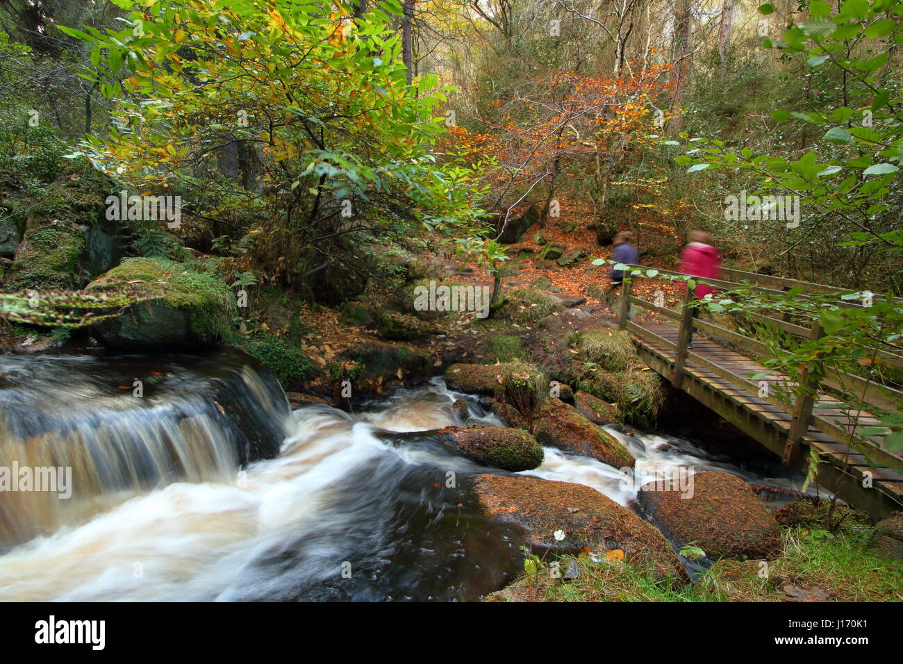 Walkers su un sentiero circondato da splendide fogliame di autunno in scenic Wyming Brook riserva naturale in Sheffield city's Peak District Regione England Regno Unito Foto Stock