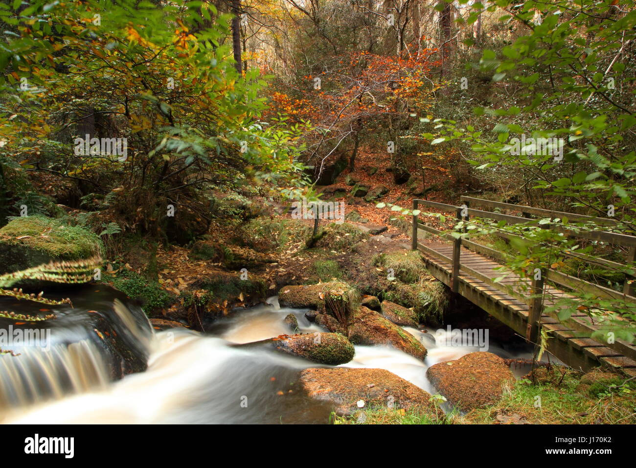 Incredibile fogliame di autunno nel bosco in scenic Wyming Brook riserva naturale in Sheffield city's Peak District, England Regno Unito Foto Stock