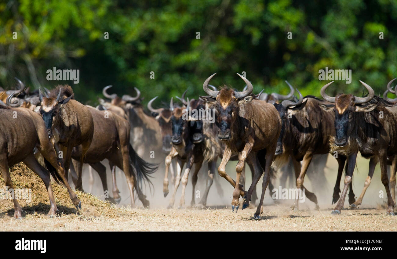 GNU che attraversano la savana. Grande migrazione. Kenya. Tanzania. Masai Mara National Park. Foto Stock
