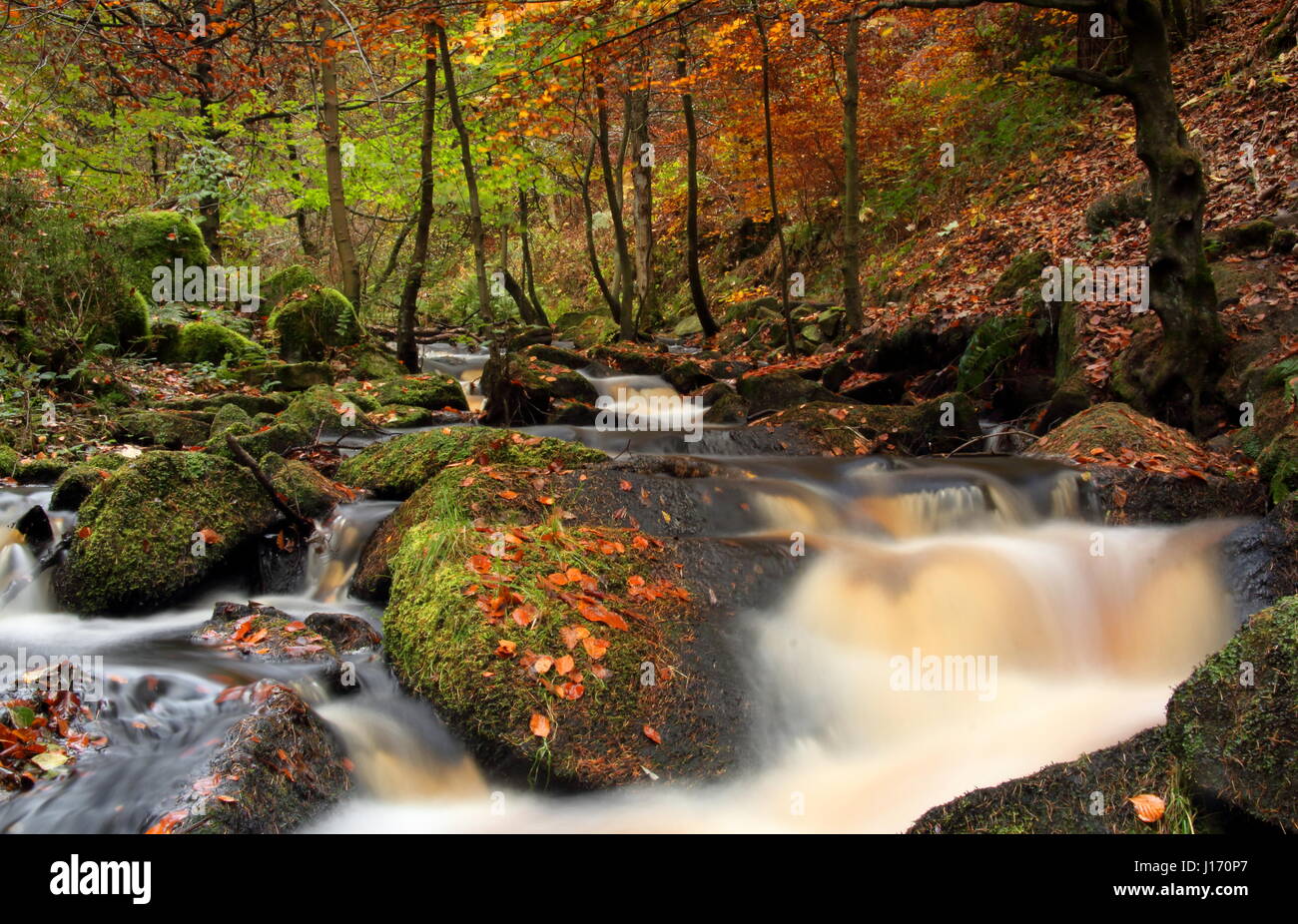 Incredibile fogliame di autunno nel bosco in scenic Wyming Brook riserva naturale in Sheffield city's Peak District, England Regno Unito Foto Stock