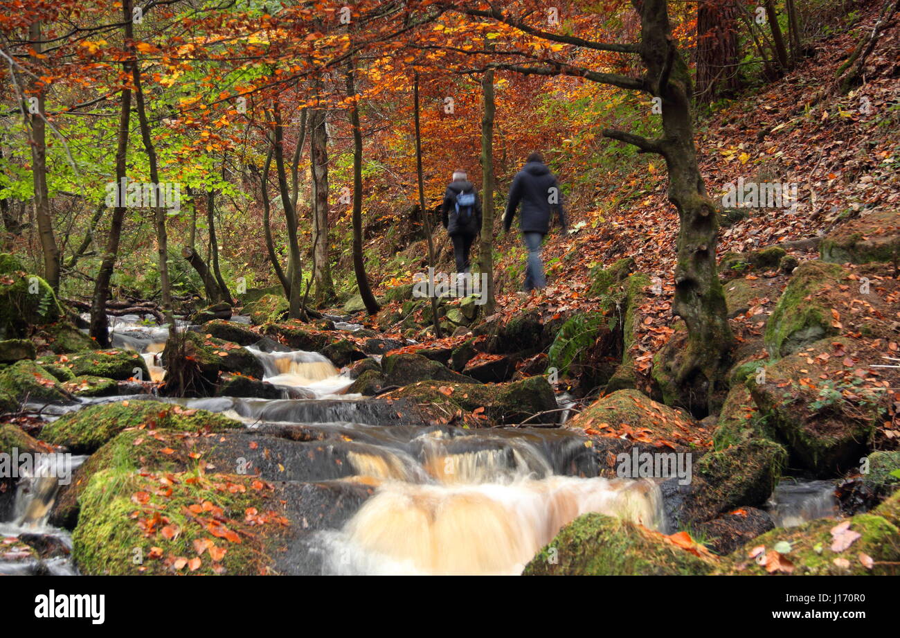 Walkers su un sentiero circondato da splendide fogliame di autunno in scenic Wyming Brook riserva naturale in Sheffield city's Peak District Regione England Regno Unito Foto Stock