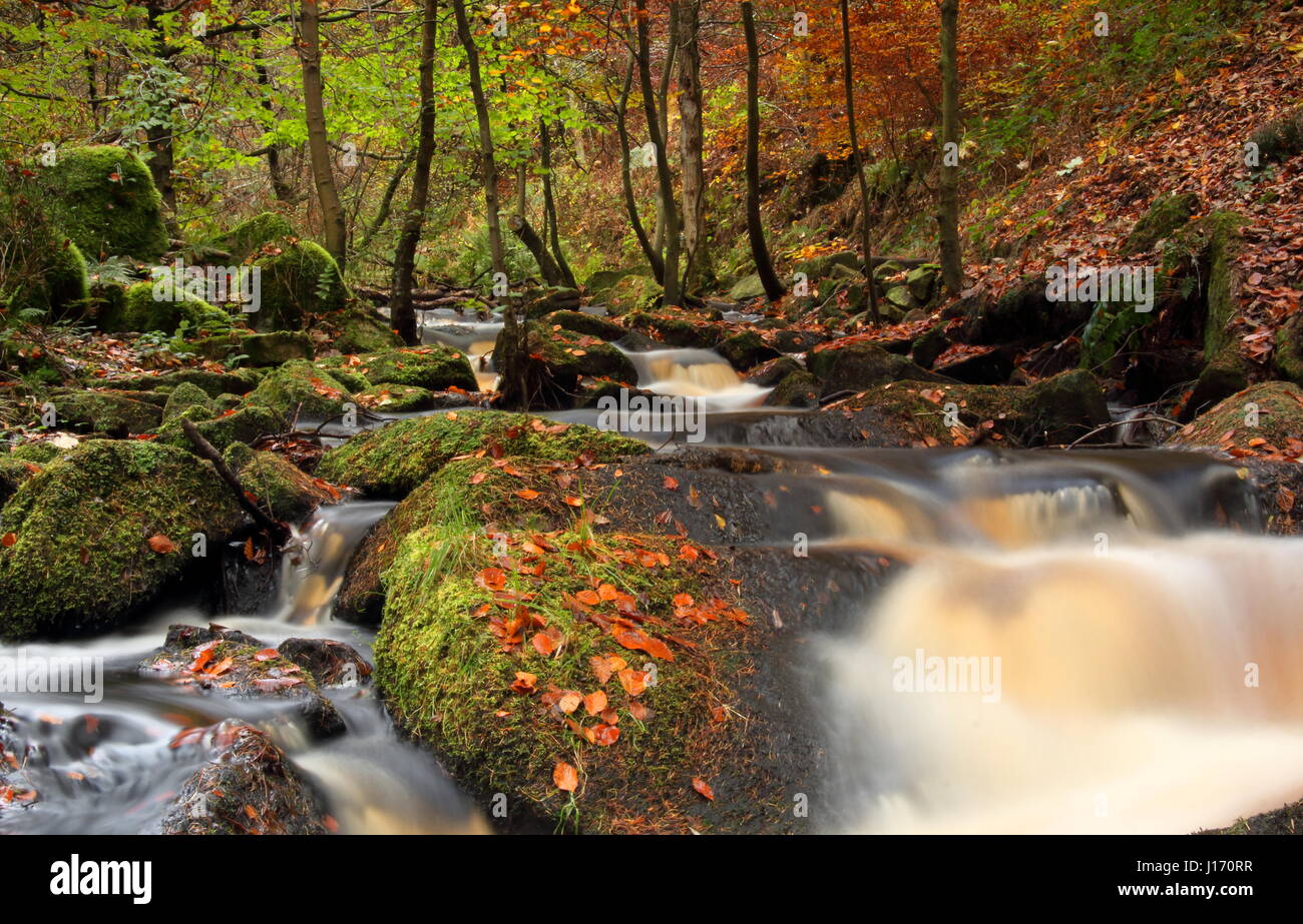 Incredibile fogliame di autunno nel bosco in scenic Wyming Brook riserva naturale in Sheffield city's Peak District, England Regno Unito Foto Stock