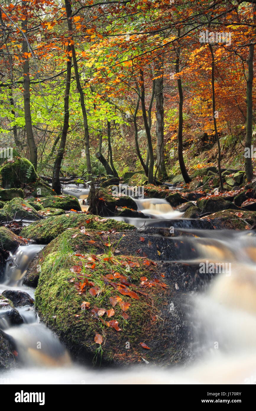 Incredibile fogliame di autunno nel bosco in scenic Wyming Brook riserva naturale in Sheffield city's Peak District, England Regno Unito Foto Stock