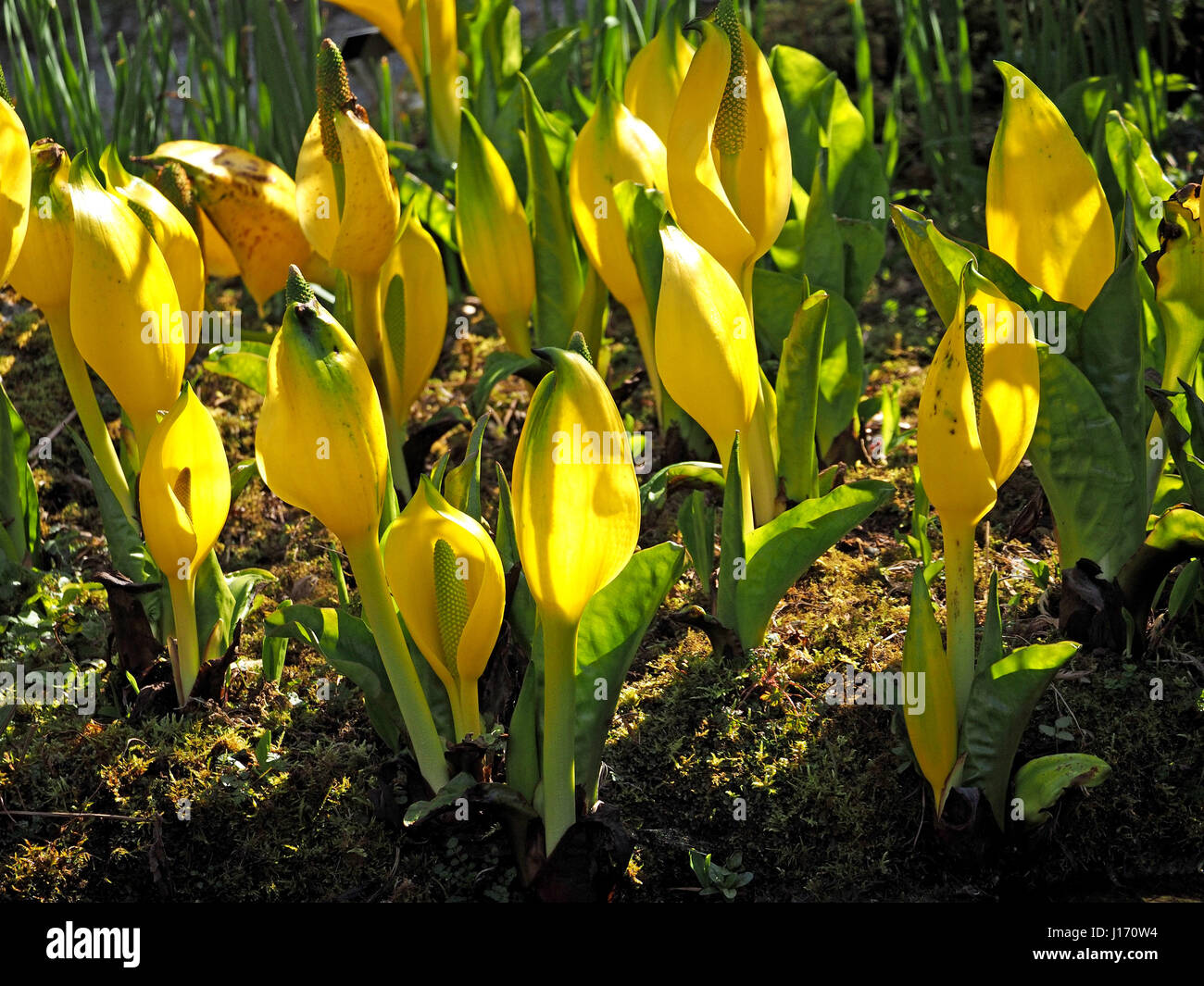 Giallo Skunk cavolo, western Skunk cavolo o Lanterna di palude (Lysichiton americanus) in Cumbria Inghilterra REGNO UNITO Foto Stock