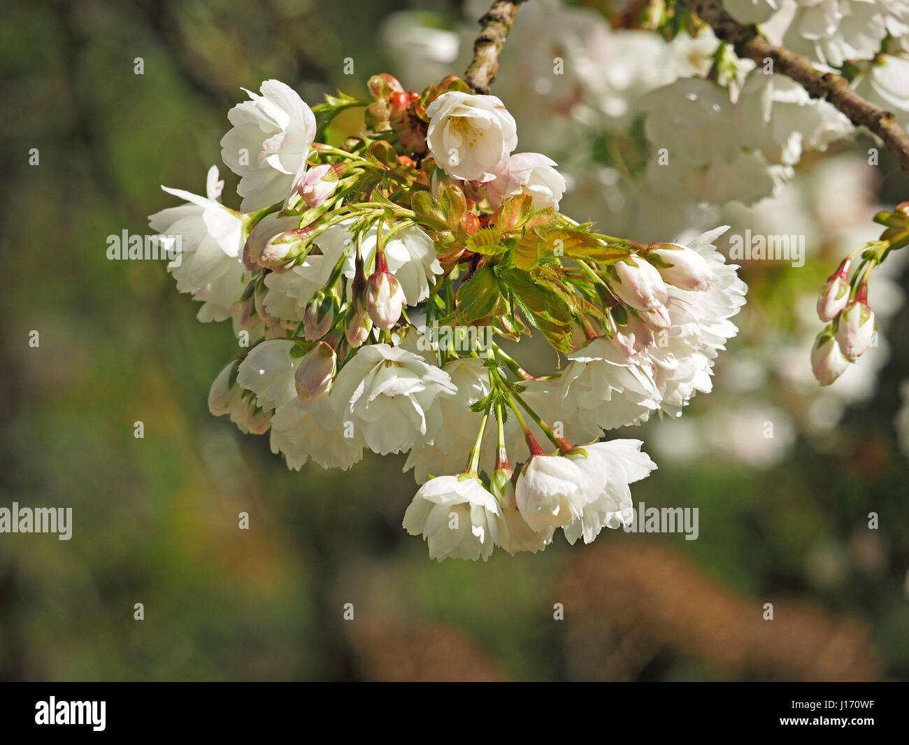 Primavera scatola cioccolata immagine pittorica di bianco fiore di ciliegio (Prunus specie) lavato con rosa intervallati con nuove foglie in Cumbria Inghilterra REGNO UNITO Foto Stock