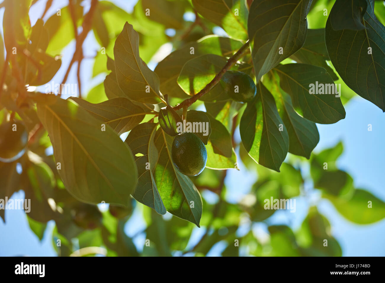 Avocado albero naturale sfondo su sun luce giorno Foto Stock