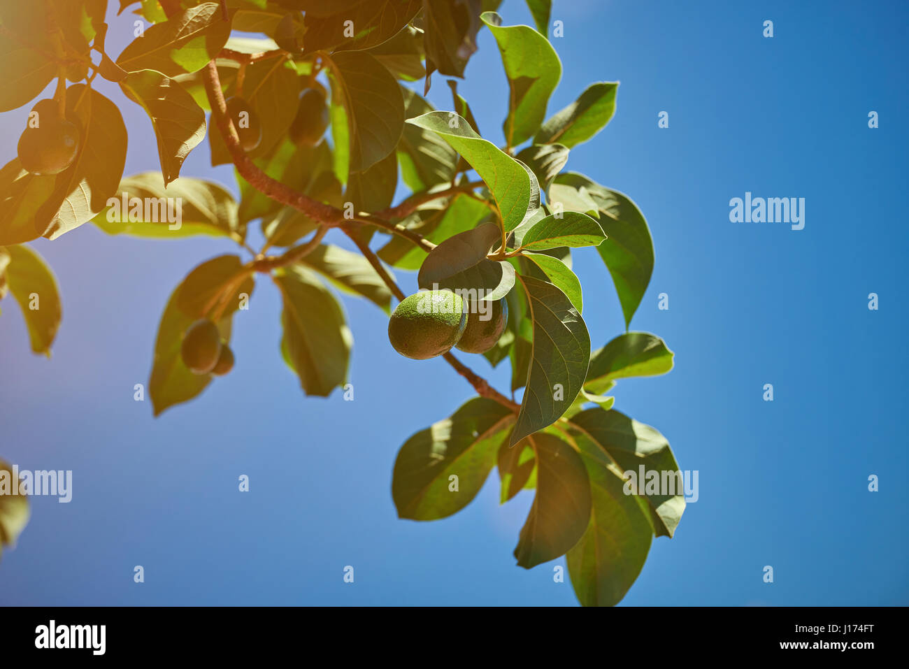 Avocado naturale ramo di albero su blu cielo sereno sullo sfondo Foto Stock