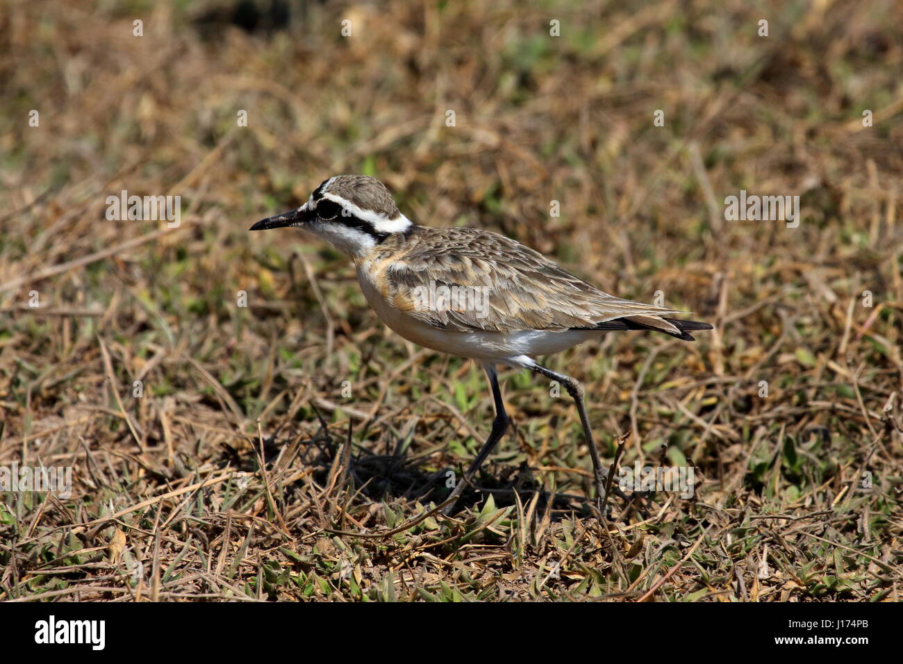 Kittlitz's Plover, Bangweulu, Zambia, Africa Foto Stock