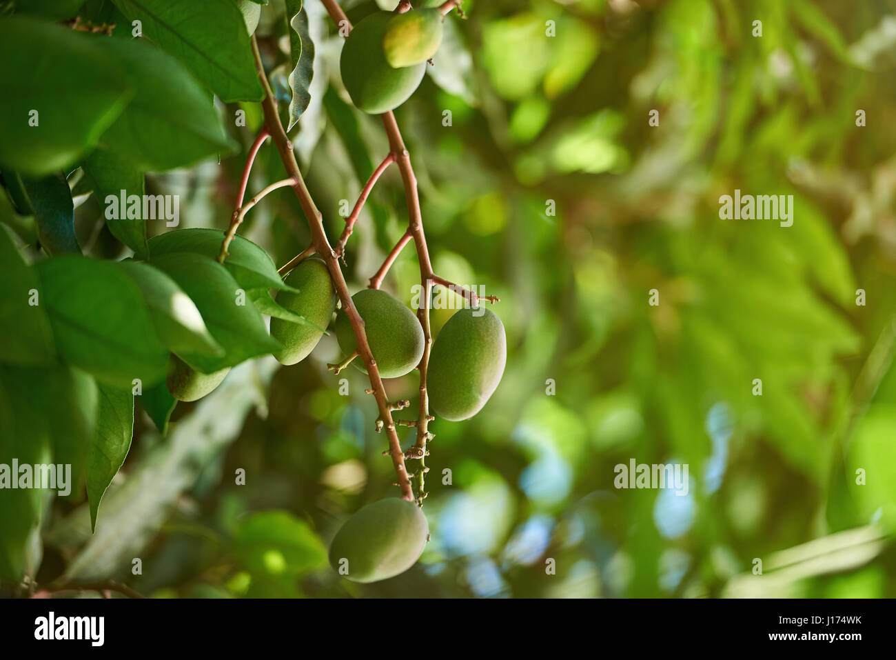 Verde Naturale mango fruit sfondo. Manghi agricoltura industria Foto Stock