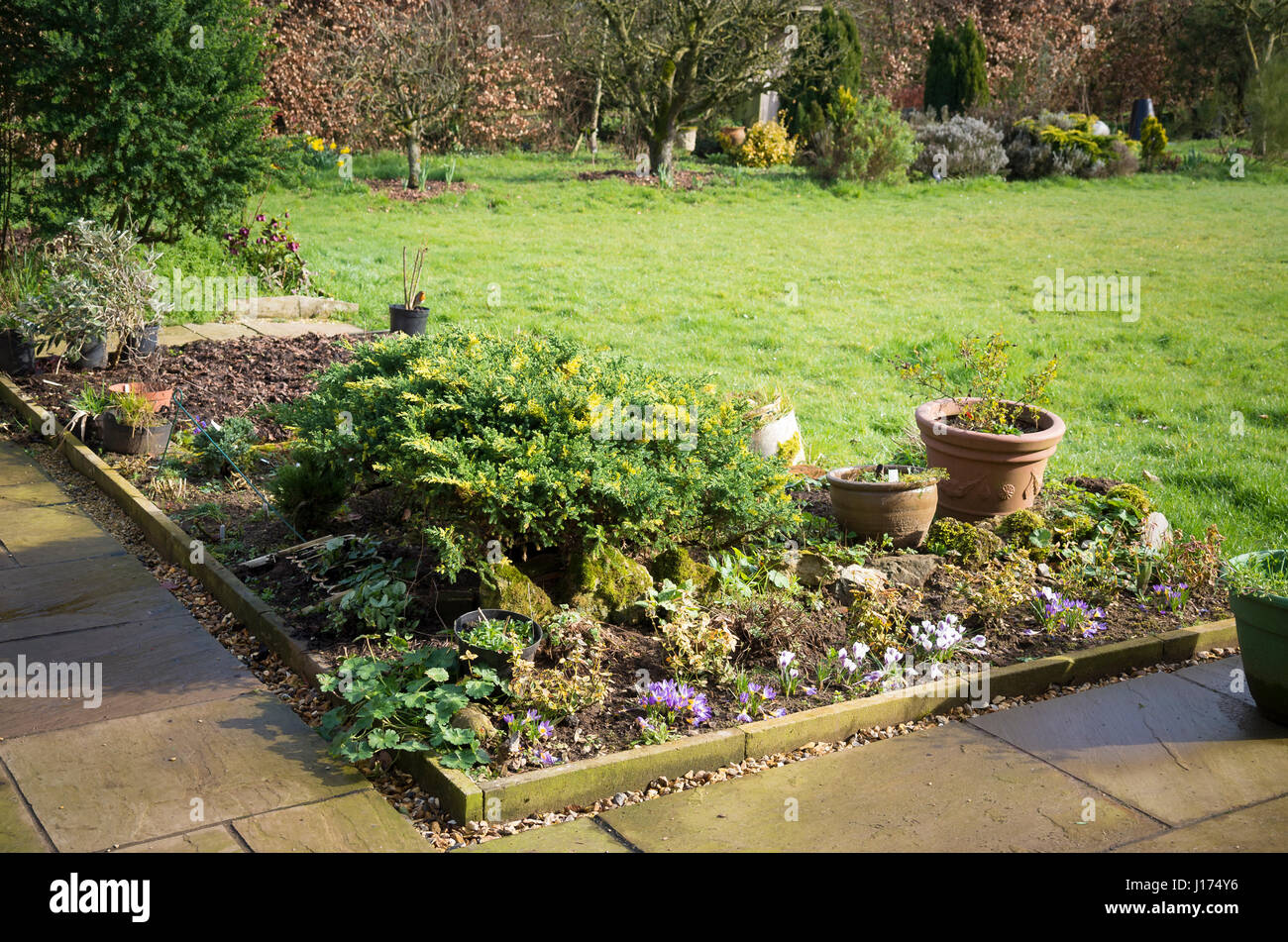 Inizio della primavera e crochi sono prima di apparire su un piccolo patio letto floreale. Evergreen le conifere sono una costante per tutto l'anno. Foto Stock