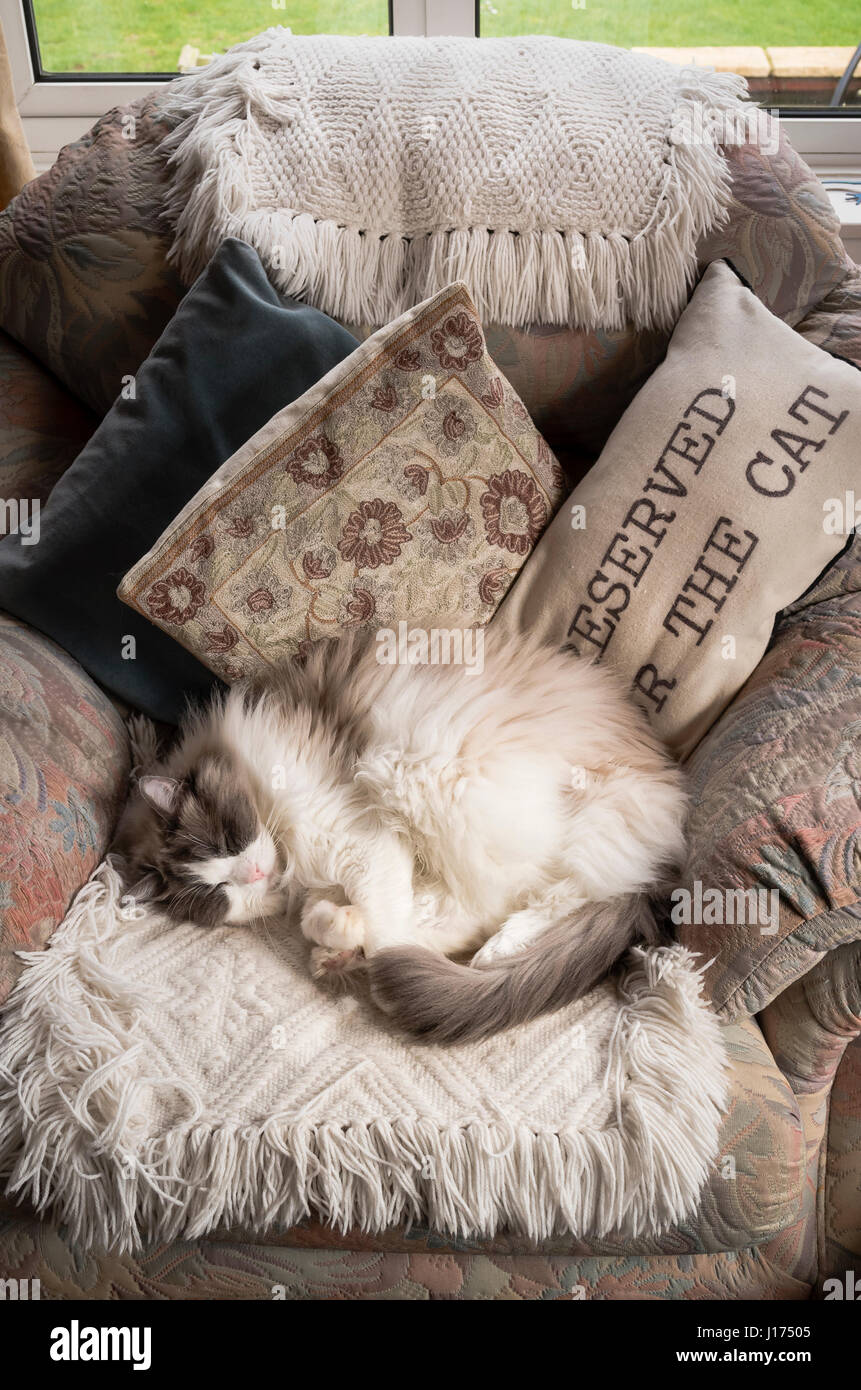 Un gatto Ragdoll dormire in una sedia a volte riservato per il gatto Foto Stock