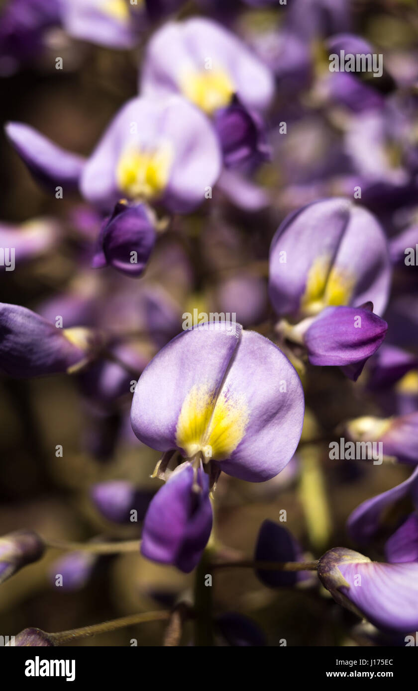 Cuore giallo fiori viola di Wisteria sinensis al loro meglio a fine aprile. Foto Stock