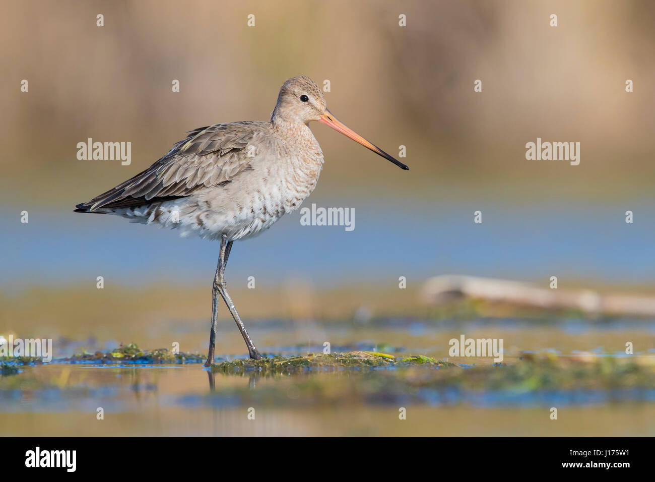 Nero-tailed Godwit (Limosa limosa), adulto in livrea invernale in piedi in una palude Foto Stock