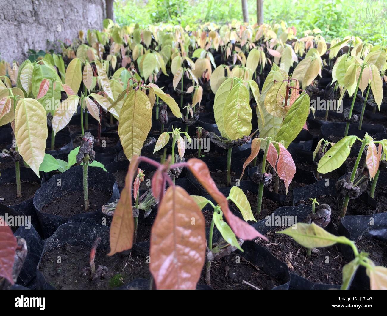 Chiusura del gruppo di baby cacao piante che crescono nei loro sacchi Foto Stock
