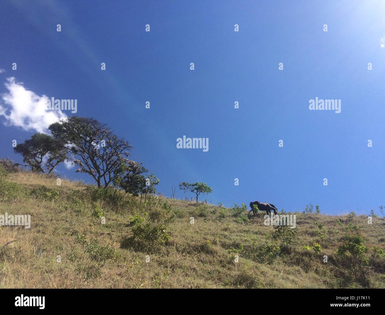 Wild black horse di pascolare su una verde collina contro il cielo blu Foto Stock