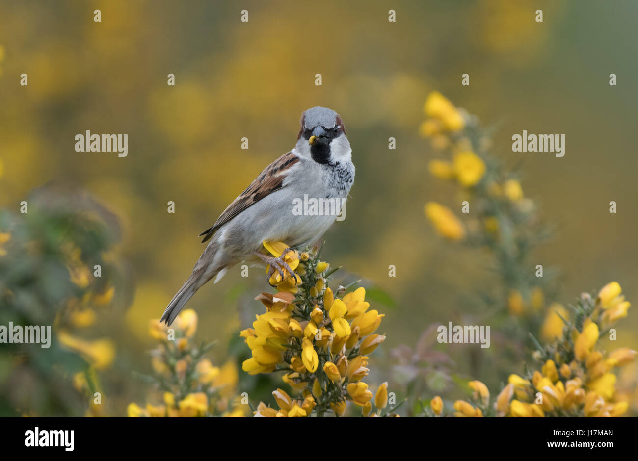 Maschio di casa passero, Passer domesticus alimenta di fioritura Gorse- Ulex Europaeus. Molla. Regno Unito Foto Stock