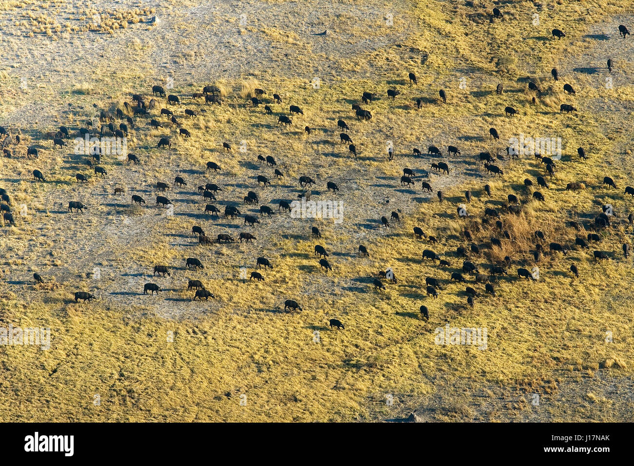 Mandria di bufali in Okavango Delta, Moremi Game Reserve, Botswana Foto Stock