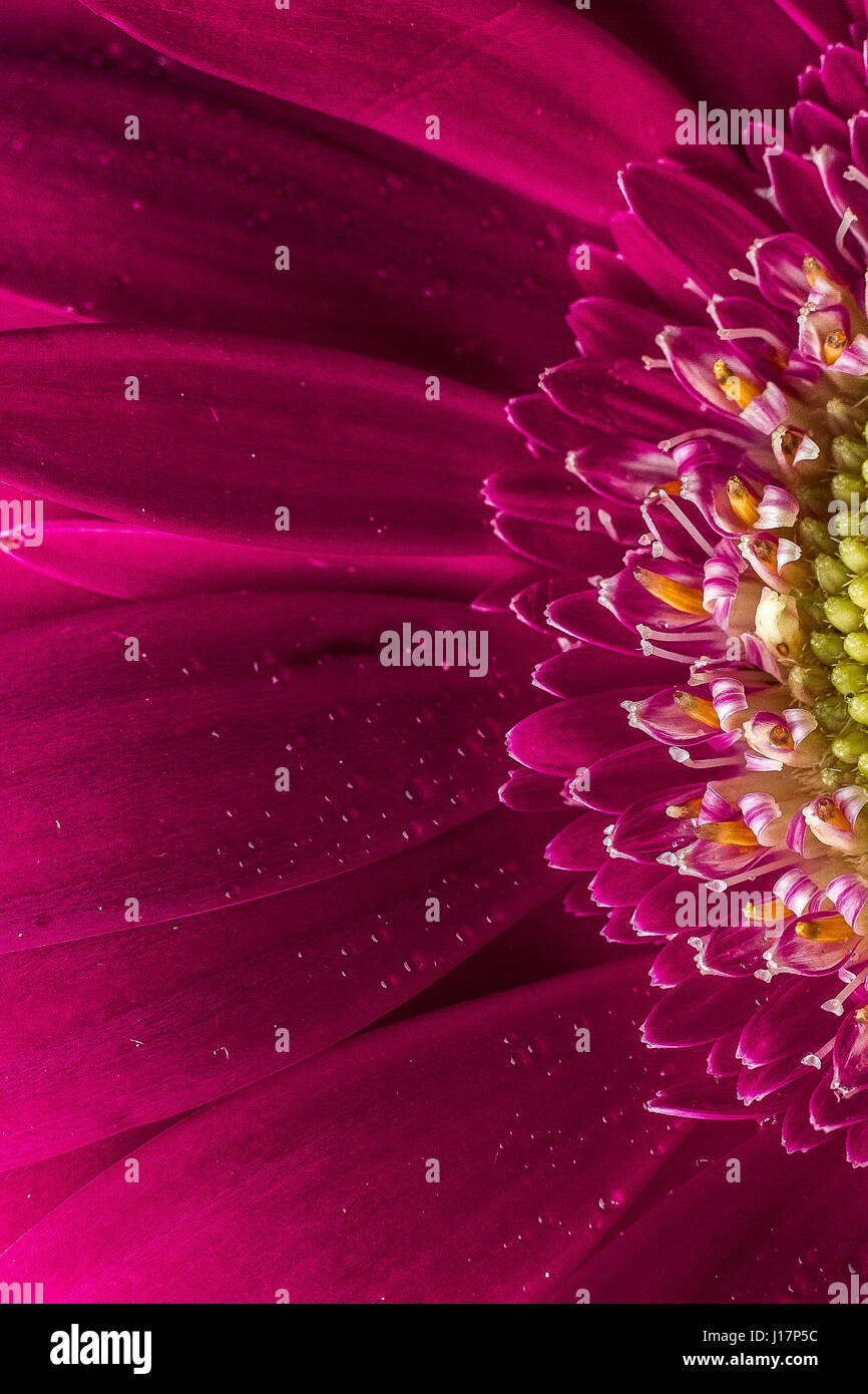 Close up fiore rosa sullo sfondo Foto Stock