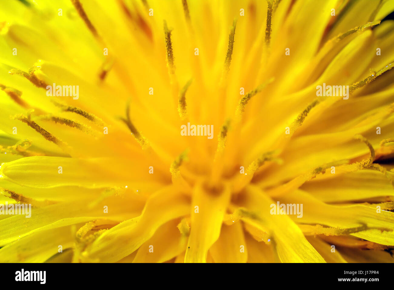 Ripresa macro di un vivido fiore giallo Foto Stock