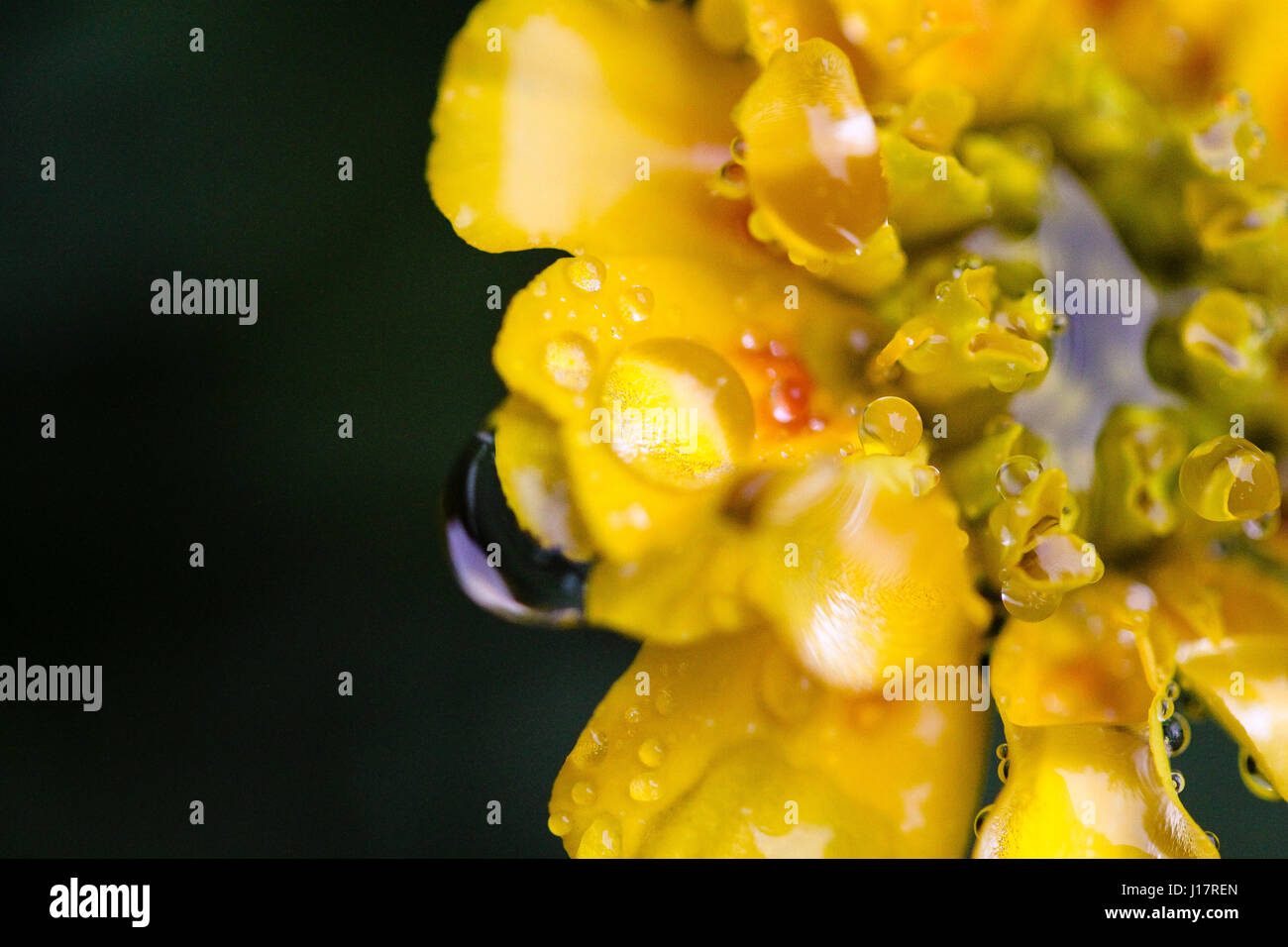 Macro di un giallo tagete su uno sfondo scuro. Il fiore è riempito con acqua e coperte di gocce d'acqua dopo un acquazzone. Foto Stock