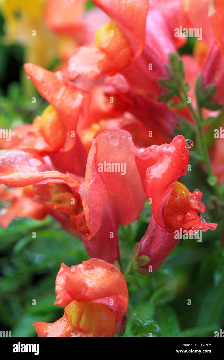 Fiori. Floreali in fiore. Belli, colorati luminosamente cool coral fiori di bocca di leone glisten con gocce di pioggia al sole dopo una pioggia di estate doccia. Foto Stock
