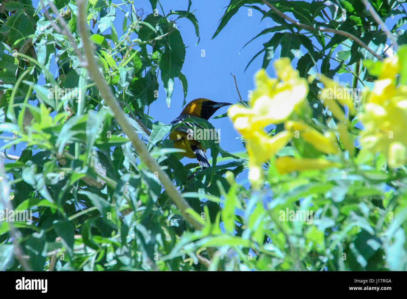 Bird. Maschio maturo giallo-incappucciati rigogolo con distintivo giallo e marcature nere guardando sopra la sua spalla dall'alto di un ramo di albero. Foto Stock