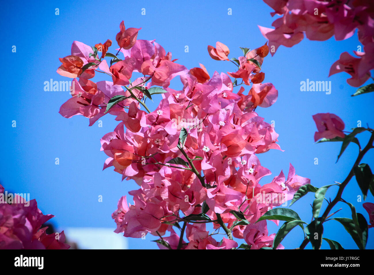 Fino vicino. vivid rosa fucsia e buganvillee con i suoi fiori cartacei e lucide foglie verdi e spine contro un chiaro luminoso cielo blu. Foto Stock