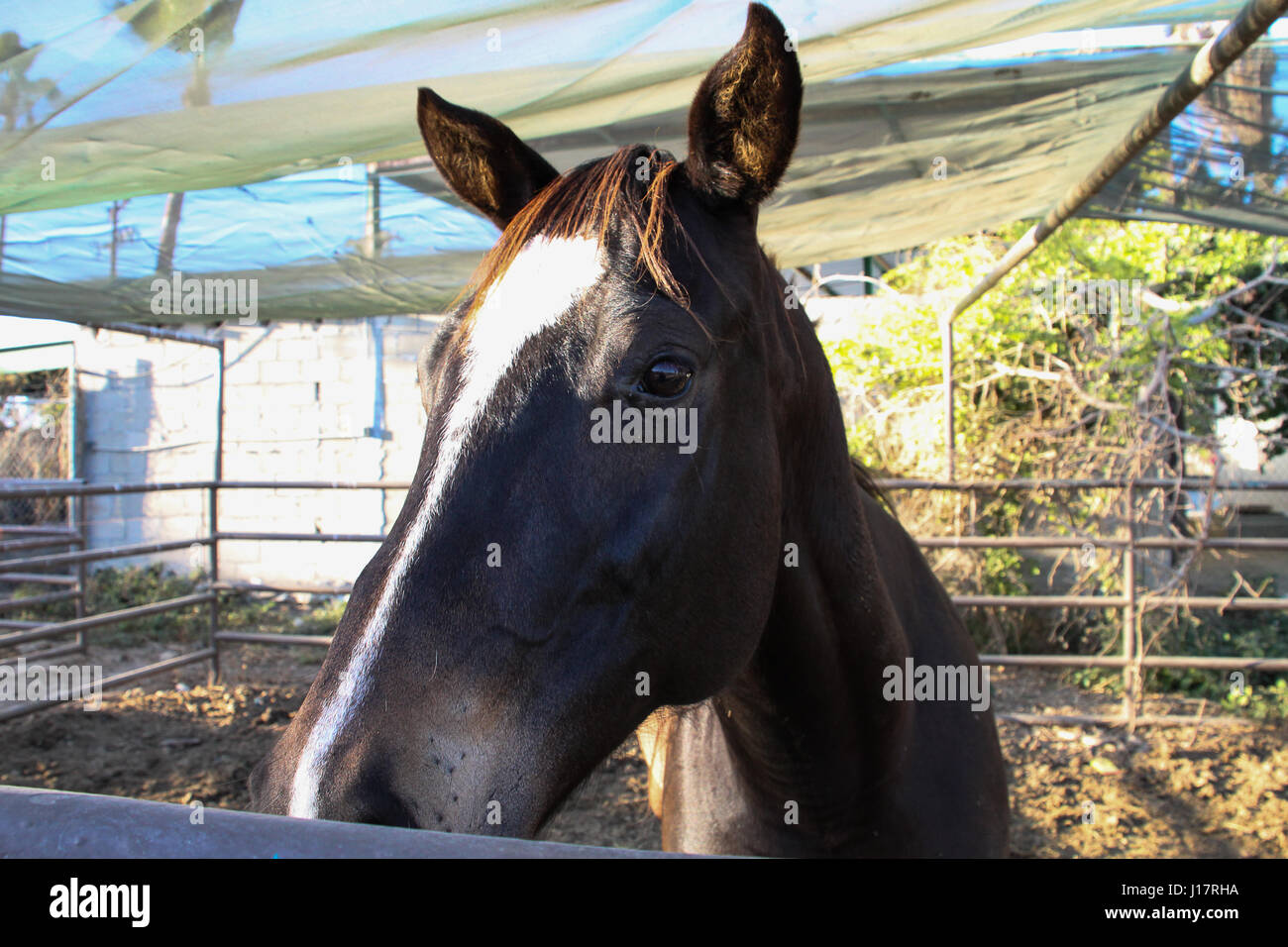 Guarnizione attraente brown quarter horse in piedi da solo in un paddock ha vagato vicino alla recinzione per ricevere un po' di attenzione. Foto Stock