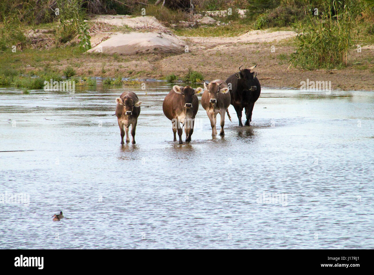 Freerange pacifica mandria. famiglia di mucche a camminare su un flusso in cerca di pascoli più ecologici. facendo una passeggiata mattutina in un fiume poco profondo. Foto Stock