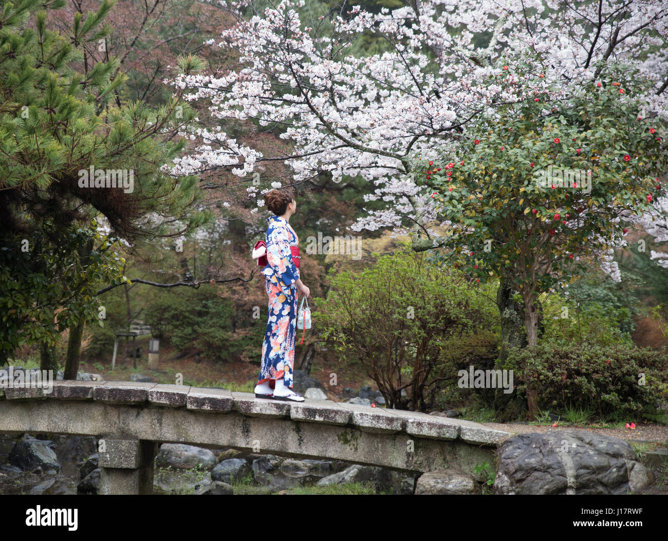 Donna in kimono guarda la fioritura dei ciliegi nel Parco di Maruyama-koen, Higashiyama, Kyoto, Giappone Foto Stock