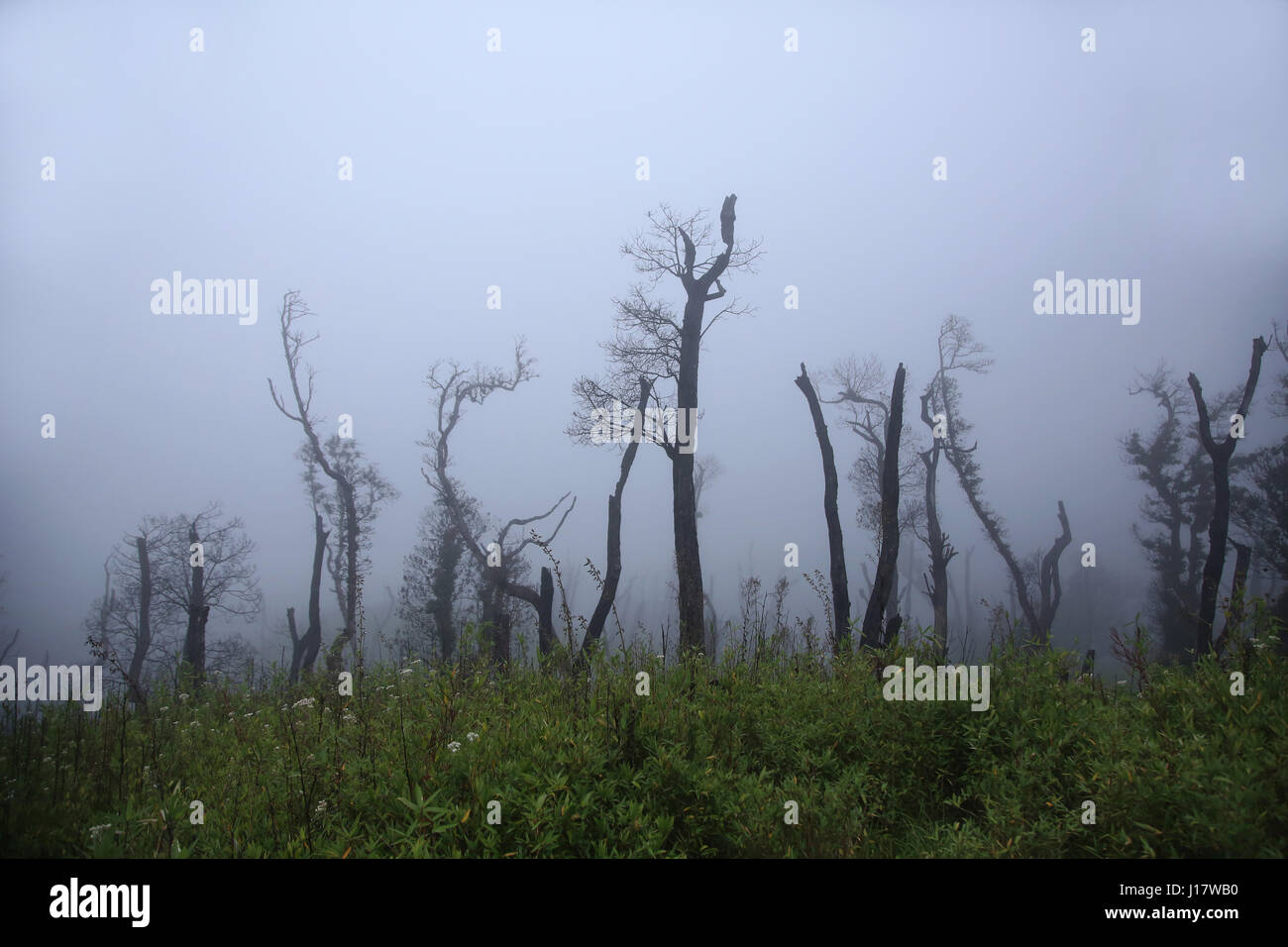 Albero sterile nella nebbia. Dzükou Valley. Confine degli stati del Nagaland e Manipur, India. Ben noto per la sua bellezza naturale, fiori stagionali e o Foto Stock