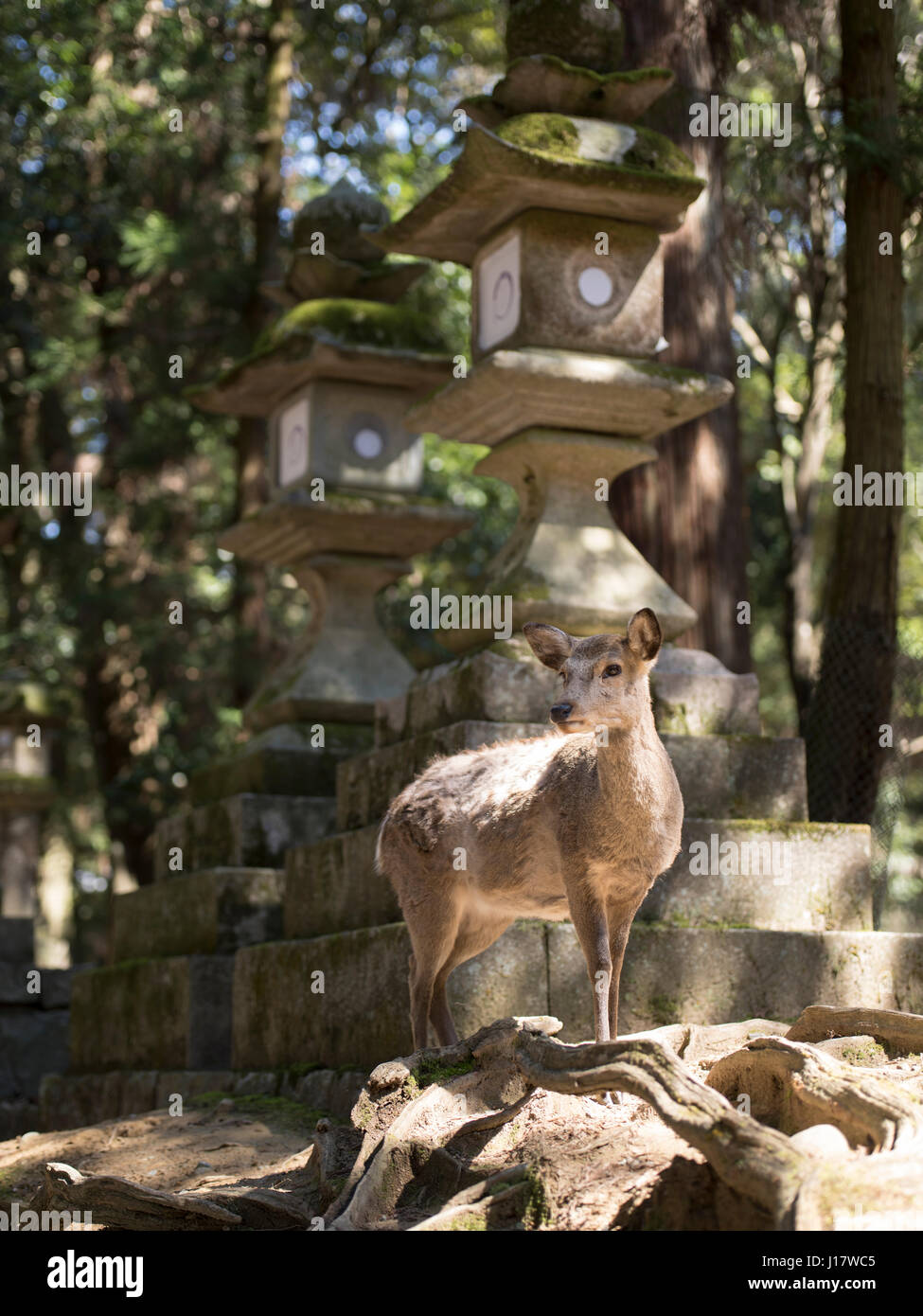Deer vicino le lanterne di pietra di Kasuga Taisha Sacrario, Parco di Nara, Nara City, Giappone Foto Stock