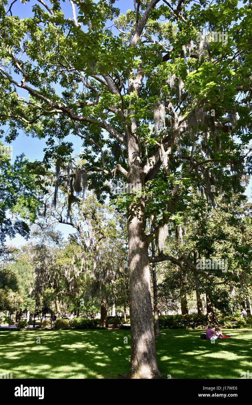 Savannah, Georgia Forsyth park in una calda giornata di primavera Foto Stock