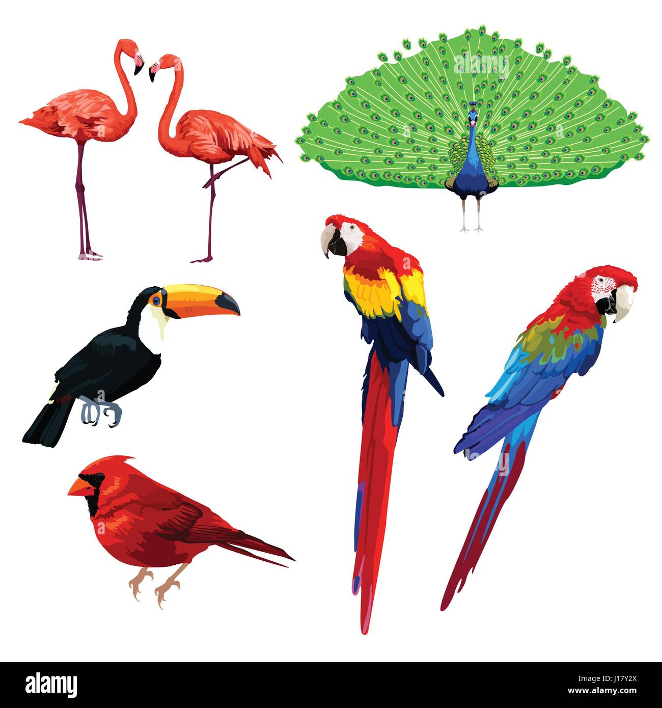 Una illustrazione vettoriale di diverso tipo di uccello icone Illustrazione Vettoriale