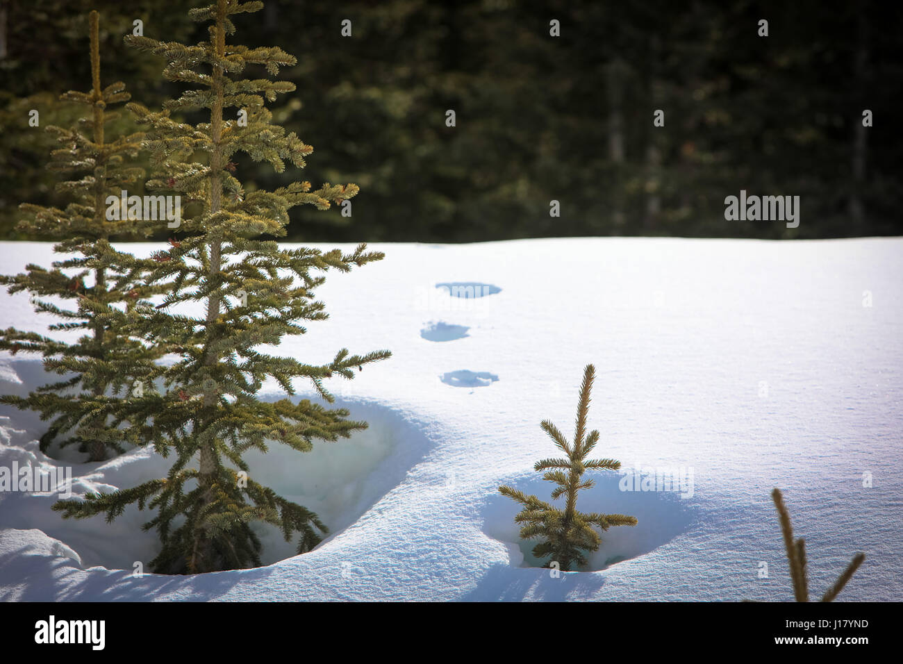 Un tallonamento cougar Foto Stock