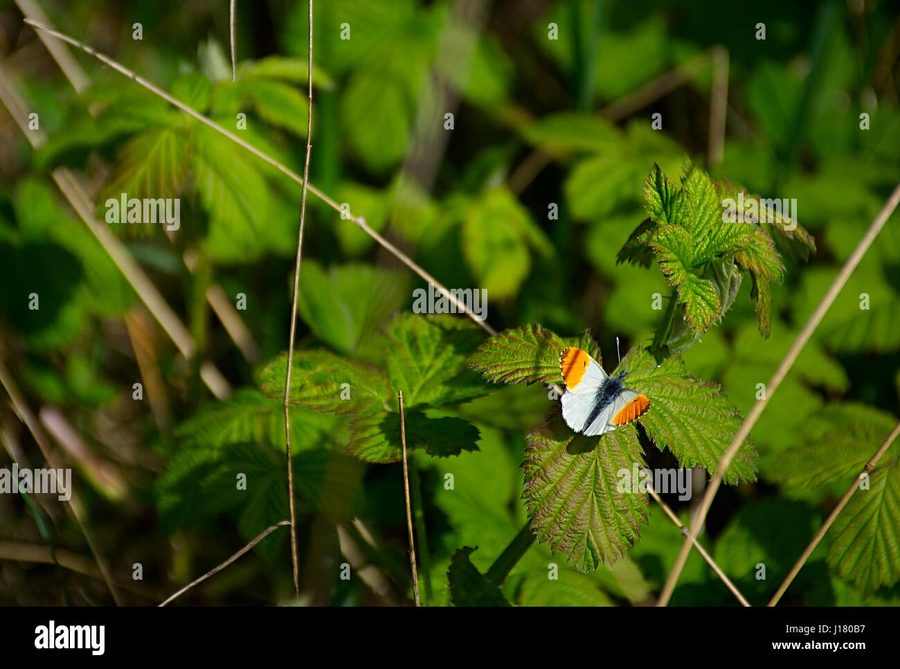 Arancio-punta butterfly,Anthocharis cardamines,su brumble verde foglia di molla. Foto Stock