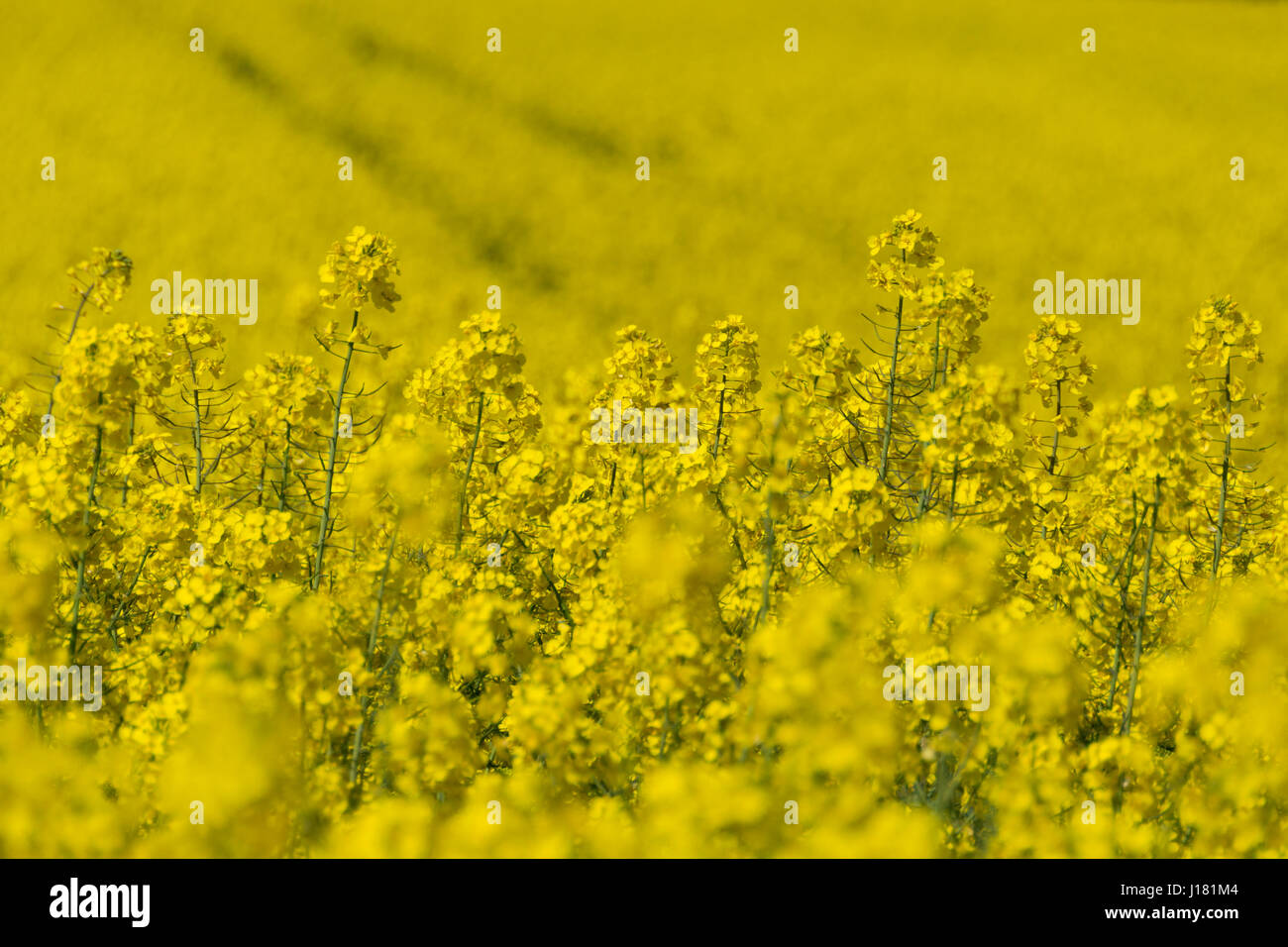 I campi di giallo, di ravizzone e di colza coltivato per l'estrazione di  olio da suoi semi Foto stock - Alamy