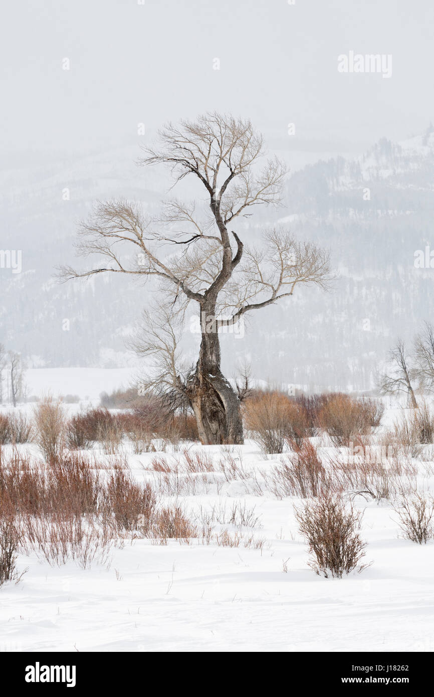 Ghost Tree - Vecchia Quercia in coperta di neve di Lamar Valle del Parco Nazionale di Yellowstone, inverno in Wyoming, STATI UNITI D'AMERICA. Foto Stock