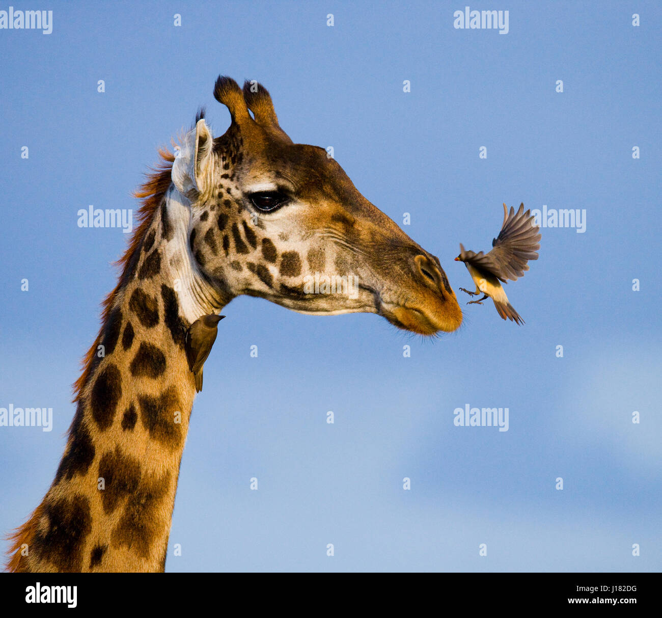 Giraffa con uccello. Kenya. Tanzania. Africa orientale. Foto Stock