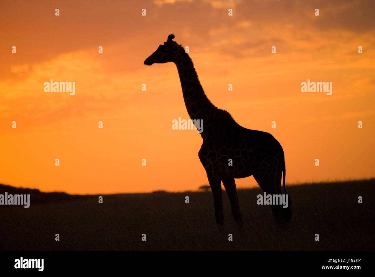 Giraffa al tramonto nella savana. Kenya. Tanzania. Africa orientale. Foto Stock